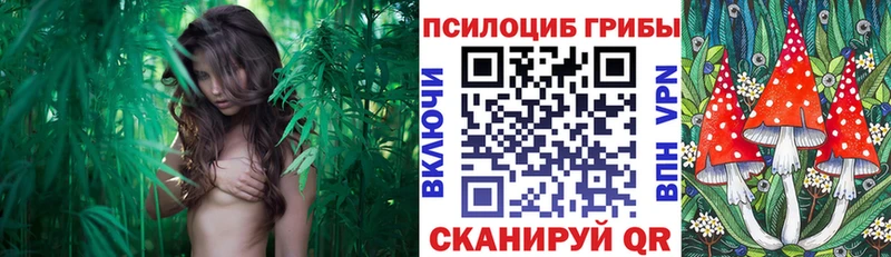 Псилоцибиновые грибы мицелий  kraken маркетплейс  Сунжа 